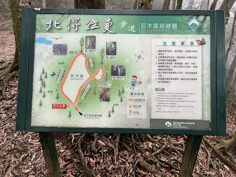 【北得拉曼尋神木】霧裡走進四大天王｜12公里森林健行＋內灣剉冰的夏日小旅行
