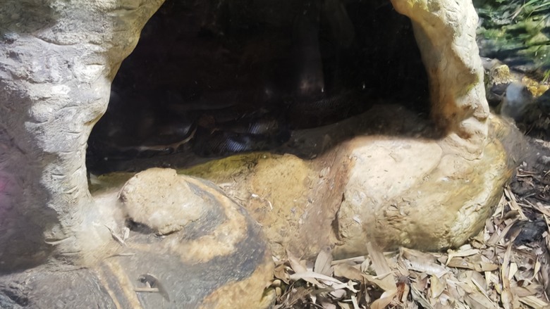 另類的父親節 - 台北市立動物園 "夜之動物園" 遊記分享~