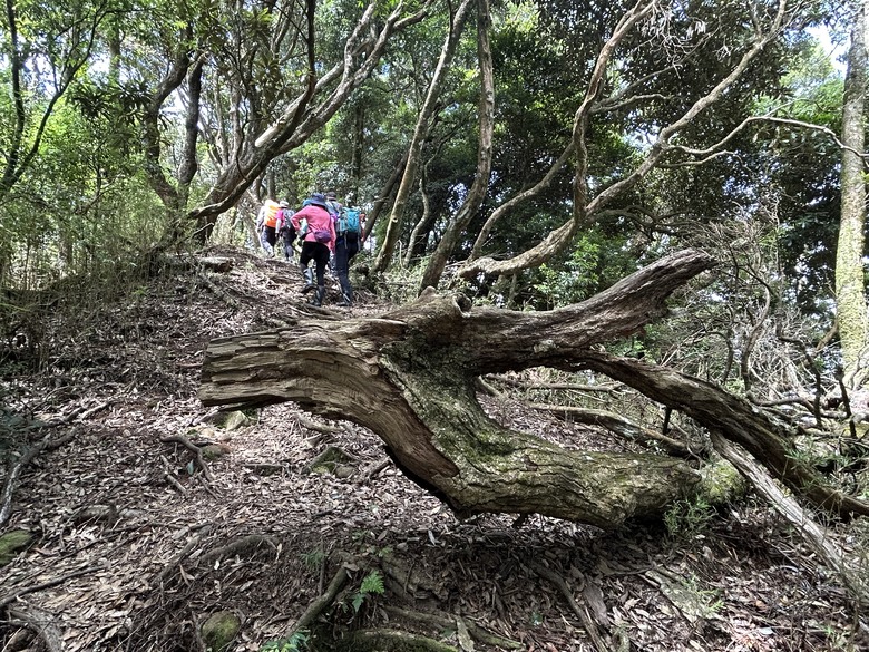 苗 栗 最 高 峰 加 里 山 ( 台 版 富 士 山 )