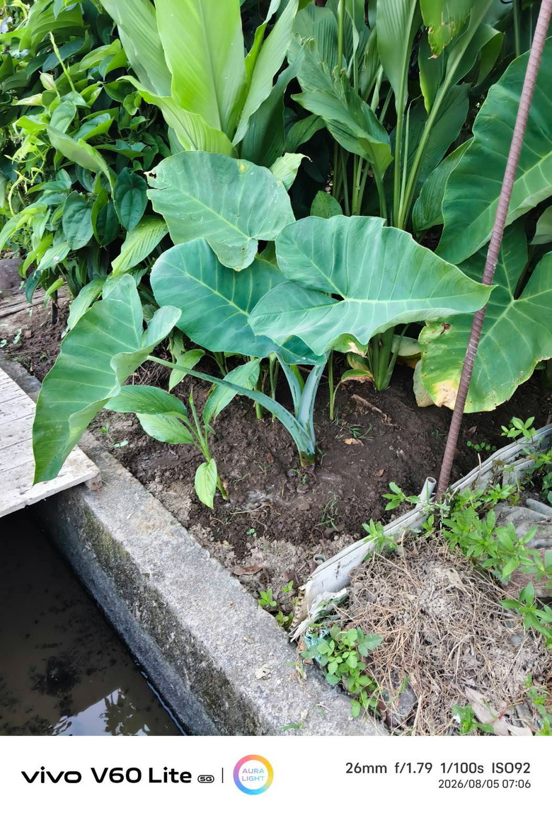 請教圖片植物名稱