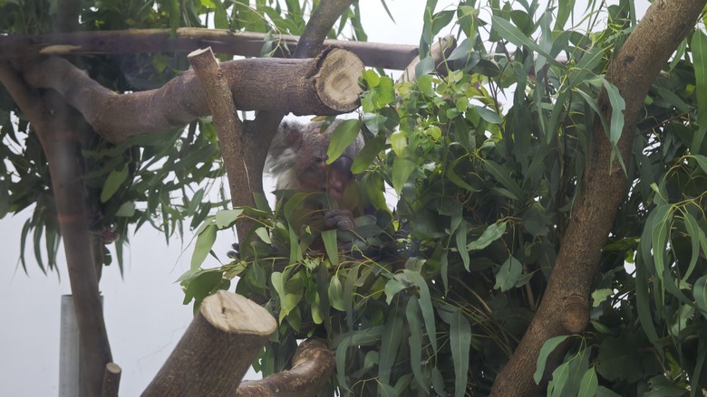另類的父親節 - 台北市立動物園 "夜之動物園" 遊記分享~