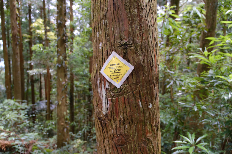 【高島縱走】走進六星級柳杉森林，一日高台山與島田三山