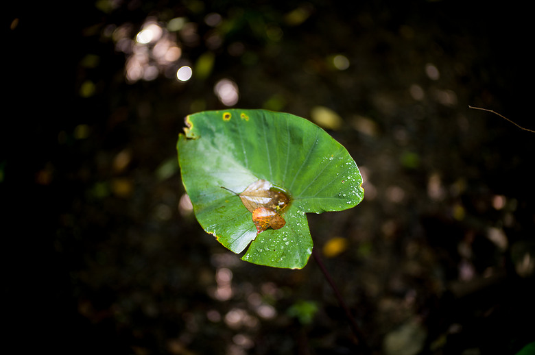 Leica Noctilux-M 35mm f1.2 簡單使用分享