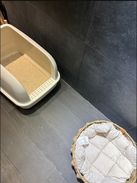 第一次帶狗狗住飯店！泰安觀止寵物入住心得分享