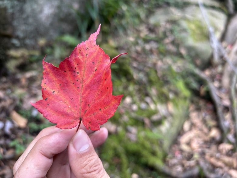 苗 栗 最 高 峰 加 里 山 ( 台 版 富 士 山 )