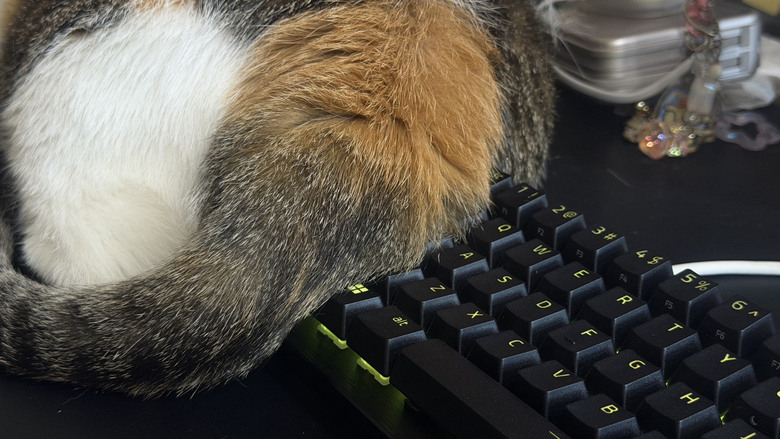 點我看大圖 【開箱|心得】急停再升級?雷蛇全新推出Snap Flex|Razer Huntsman V3 HE 8K