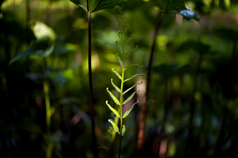 Leica Noctilux-M 35mm f1.2 簡單使用分享