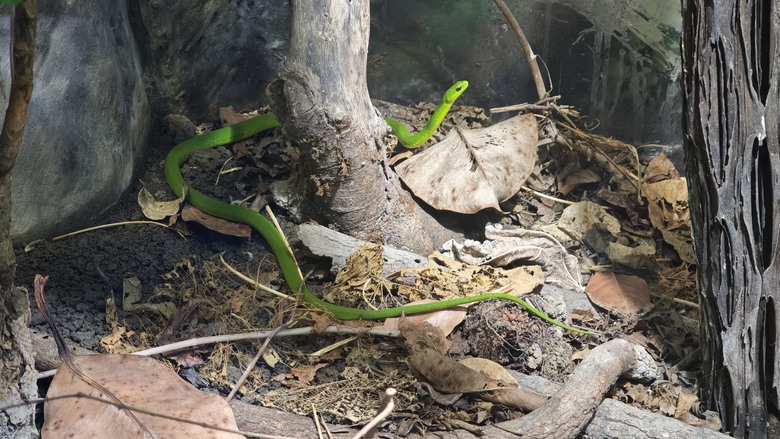 另類的父親節 - 台北市立動物園 "夜之動物園" 遊記分享~