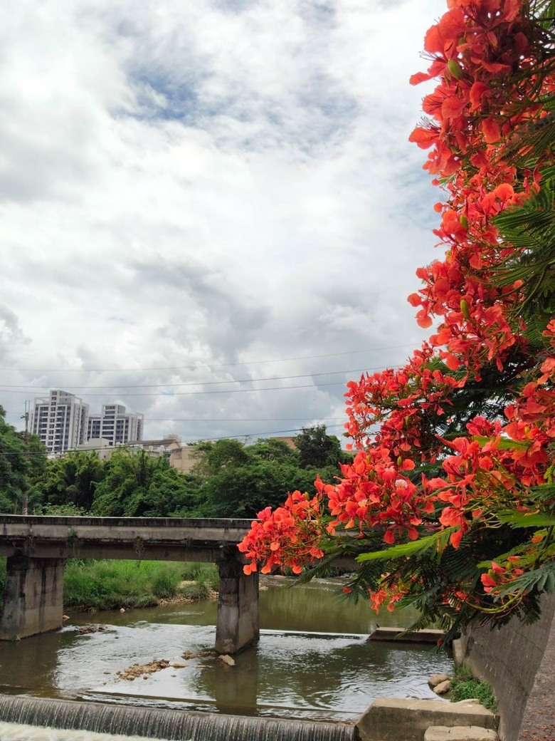 ８月底還能追鳳凰花！桃園楊梅二度盛開 火紅樹冠垂落步道！