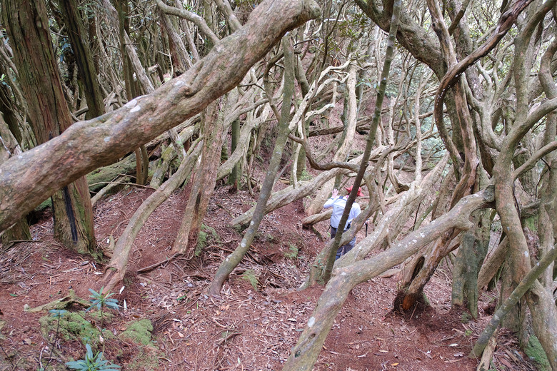 【高島縱走】走進六星級柳杉森林，一日高台山與島田三山