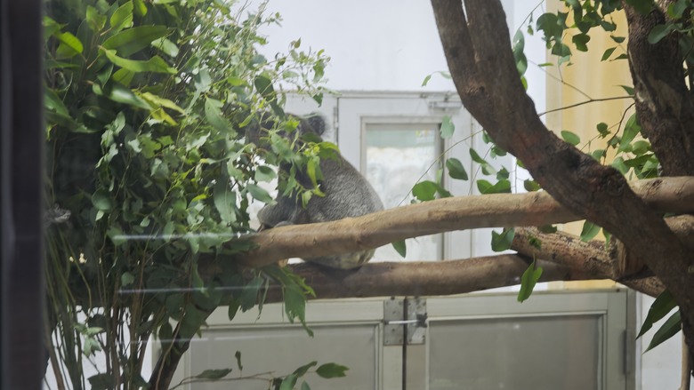 另類的父親節 - 台北市立動物園 "夜之動物園" 遊記分享~