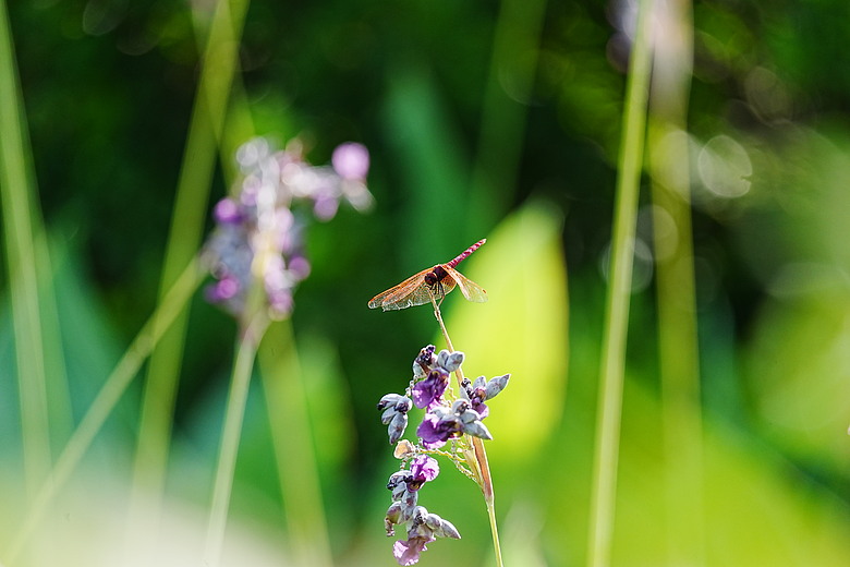 點我看大圖 Sony FE 100-400mm F5.6-8 OSS 評測報告|羽量級遠攝新星、親民價格展現不俗實力!