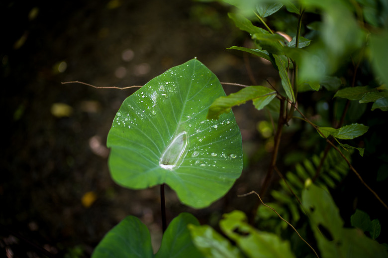 Leica Noctilux-M 35mm f1.2 簡單使用分享
