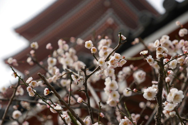 東京的旅遊紀錄 淺草 銀座 東京鐵塔 東京都廳
