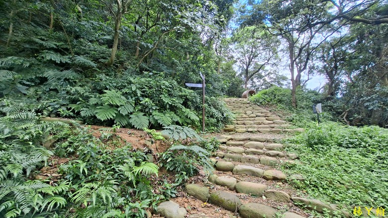 【微笑山線】全新登山步道，大湖之森自然步道，輕鬆健行享受森林浴