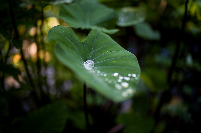 Leica Noctilux-M 35mm f1.2 簡單使用分享