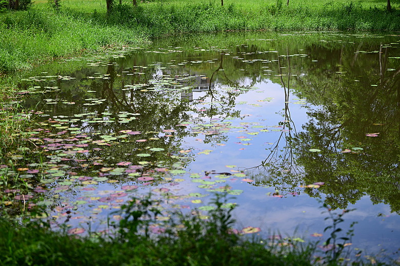 點我看大圖 以水為主題開箱Nikon 70-200mm F2.8 SII,崁頂滯洪池、石門水庫排洪、三坑紅橋、山豬湖、月眉落羽松及中庄調整池。