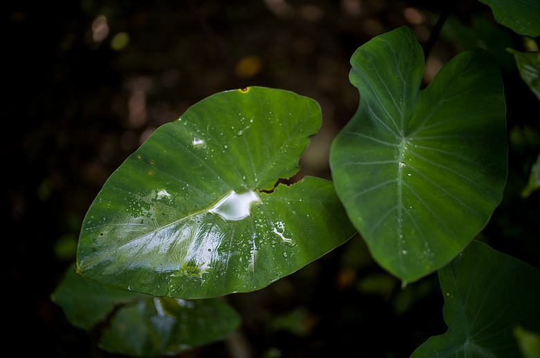 Leica Noctilux-M 35mm f1.2 簡單使用分享