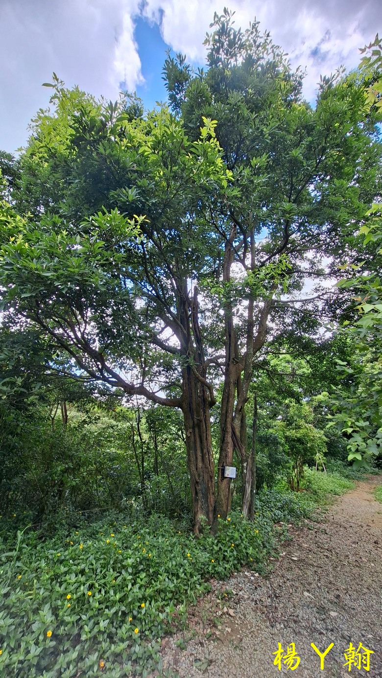 【微笑山線】全新登山步道，大湖之森自然步道，輕鬆健行享受森林浴