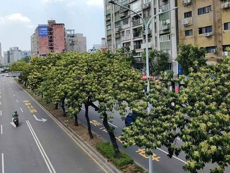 台北立秋最浪漫風景出現了！和平東路錫蘭橄欖開滿白花！