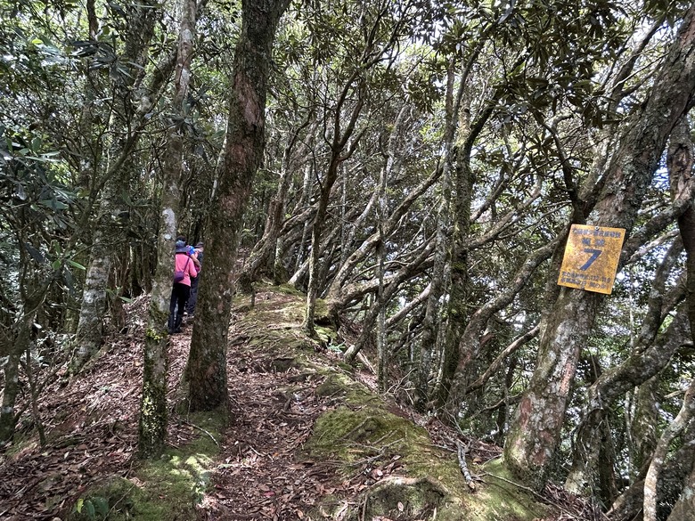 苗 栗 最 高 峰 加 里 山 ( 台 版 富 士 山 )