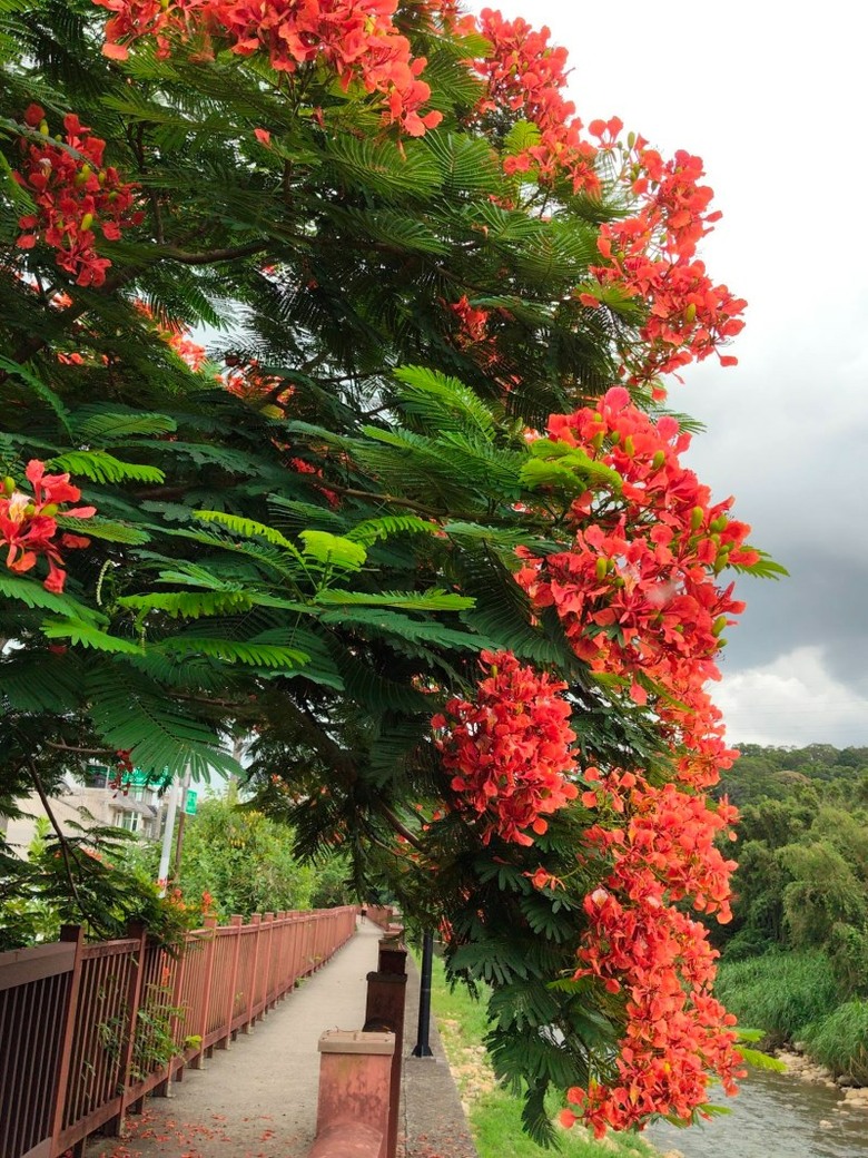 ８月底還能追鳳凰花！桃園楊梅二度盛開 火紅樹冠垂落步道！