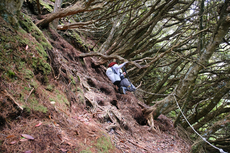 【高島縱走】走進六星級柳杉森林，一日高台山與島田三山