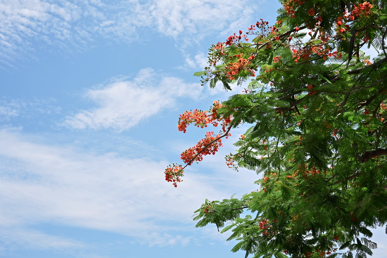 ZF + Zeiss otus ml 35/1.4