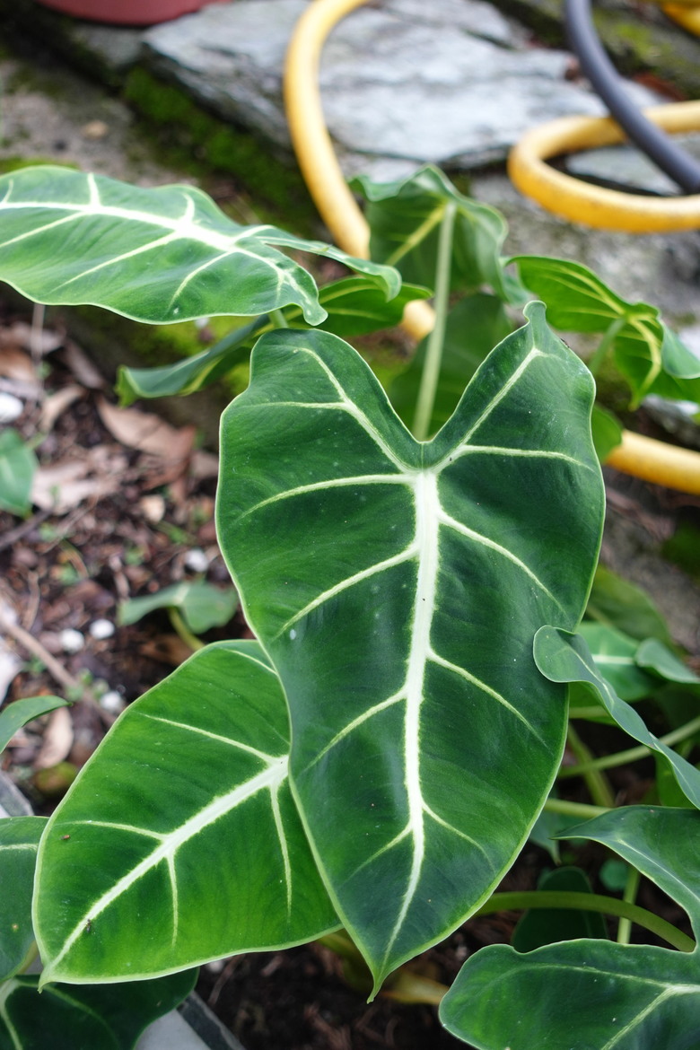 8/1-2旅遊嘉義梅山、竹騎,太興飛瀑步道,乘坐阿里山小火車,隨意gogogo健康徒步快樂行