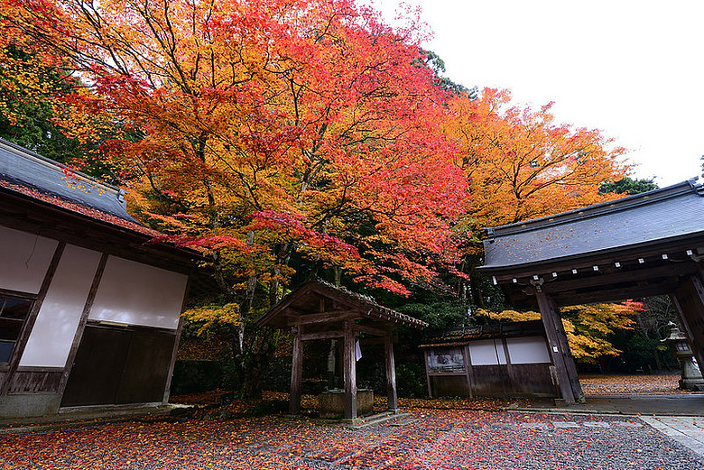 2016 - 秋 - 一個人的旅行 日本關西地區