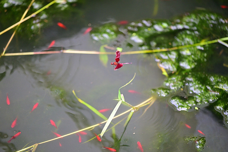 點我看大圖 以水為主題開箱Nikon 70-200mm F2.8 SII,崁頂滯洪池、石門水庫排洪、三坑紅橋、山豬湖、月眉落羽松及中庄調整池。