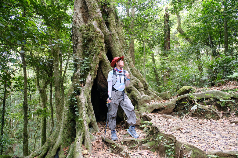 【高島縱走】走進六星級柳杉森林，一日高台山與島田三山