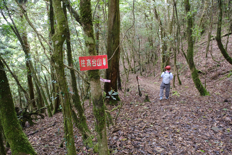 【高島縱走】走進六星級柳杉森林，一日高台山與島田三山