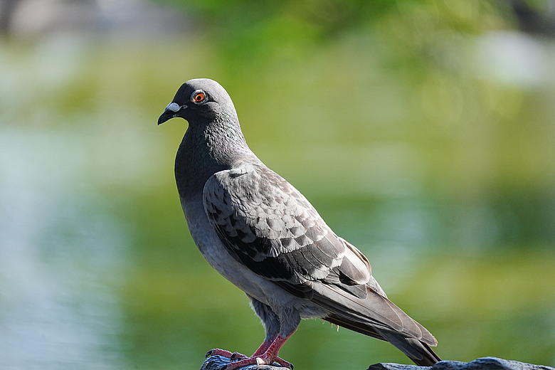 點我看大圖 Sony FE 100-400mm F5.6-8 OSS 評測報告|羽量級遠攝新星、親民價格展現不俗實力!