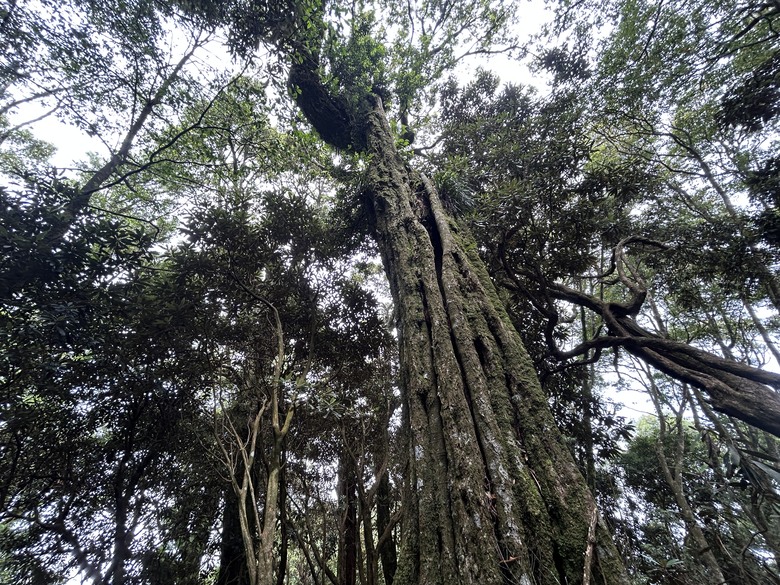 苗 栗 最 高 峰 加 里 山 ( 台 版 富 士 山 )