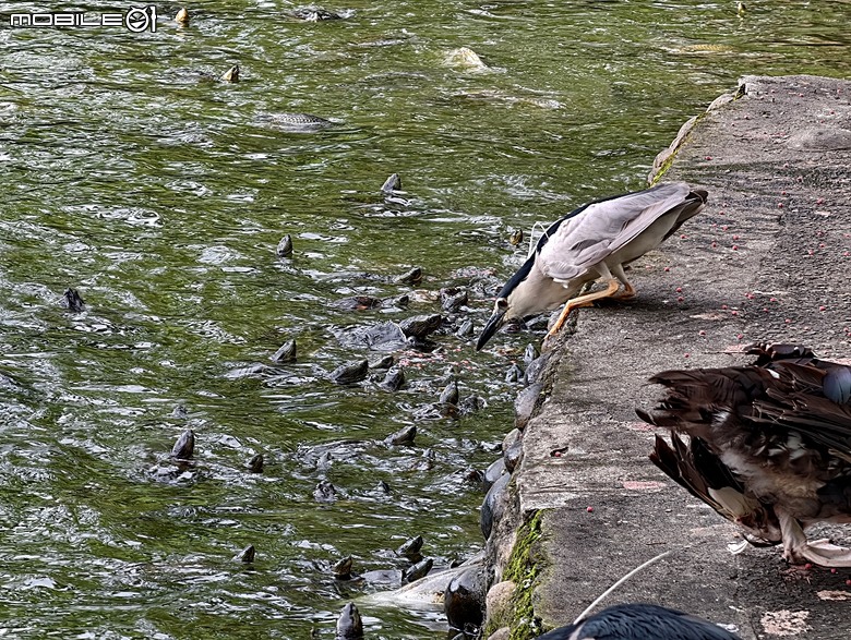 臺中公園、彰化銀行、臺中火車站 — 快閃臺中半天憶童年小旅行