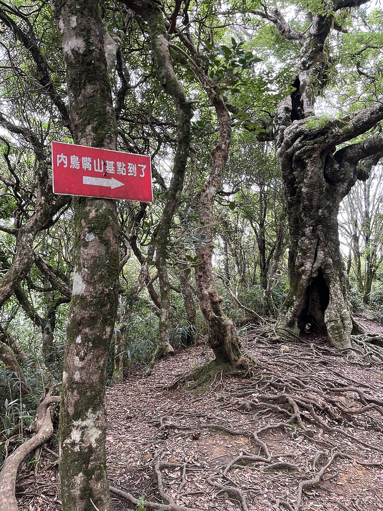 【北得拉曼尋神木】霧裡走進四大天王｜12公里森林健行＋內灣剉冰的夏日小旅行