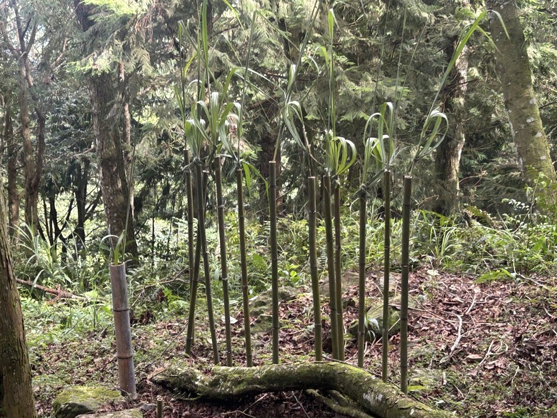 苗 栗 最 高 峰 加 里 山 ( 台 版 富 士 山 )