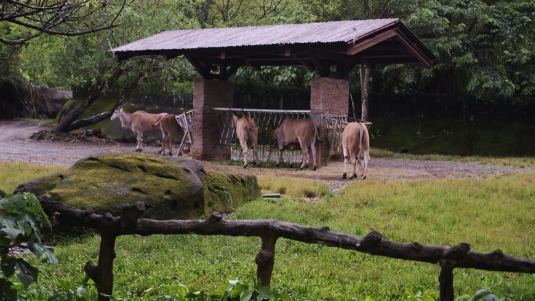 另類的父親節 - 台北市立動物園 "夜之動物園" 遊記分享~