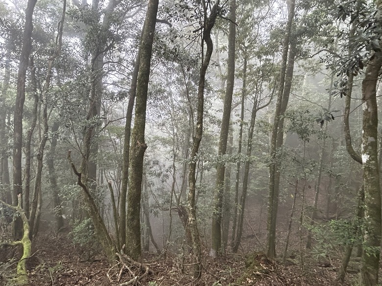 苗 栗 最 高 峰 加 里 山 ( 台 版 富 士 山 )