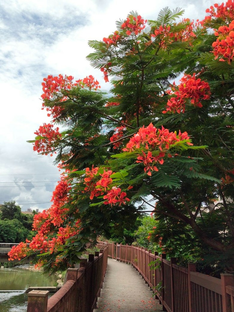 ８月底還能追鳳凰花！桃園楊梅二度盛開 火紅樹冠垂落步道！