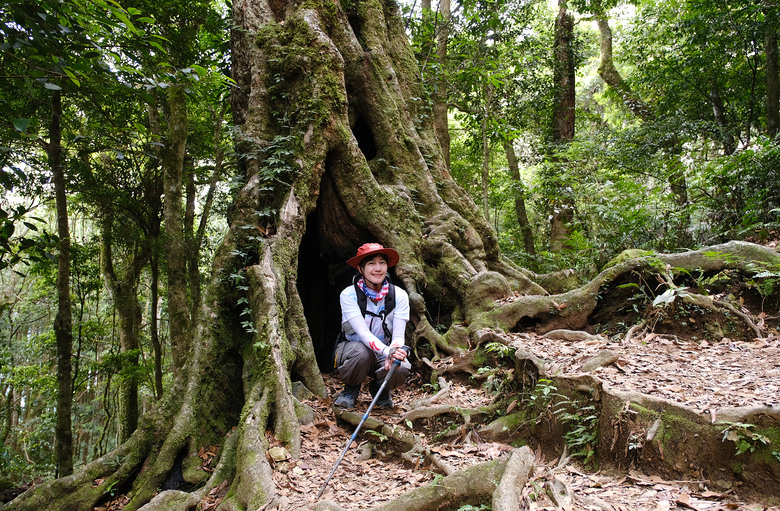 【高島縱走】走進六星級柳杉森林，一日高台山與島田三山