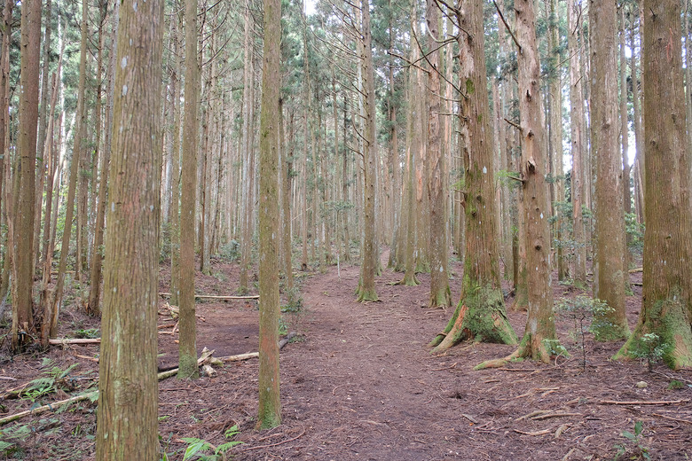 【高島縱走】走進六星級柳杉森林，一日高台山與島田三山