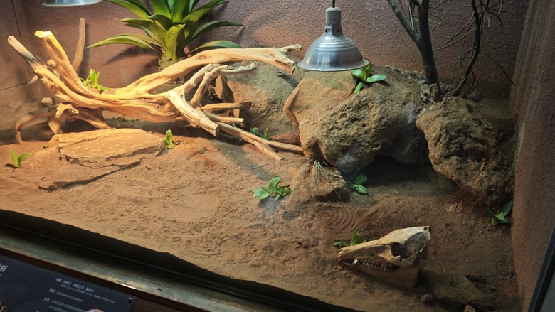 另類的父親節 - 台北市立動物園 "夜之動物園" 遊記分享~