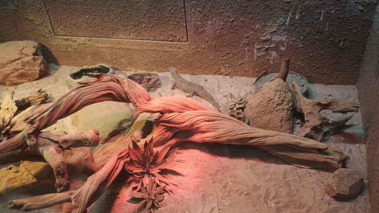 另類的父親節 - 台北市立動物園 "夜之動物園" 遊記分享~