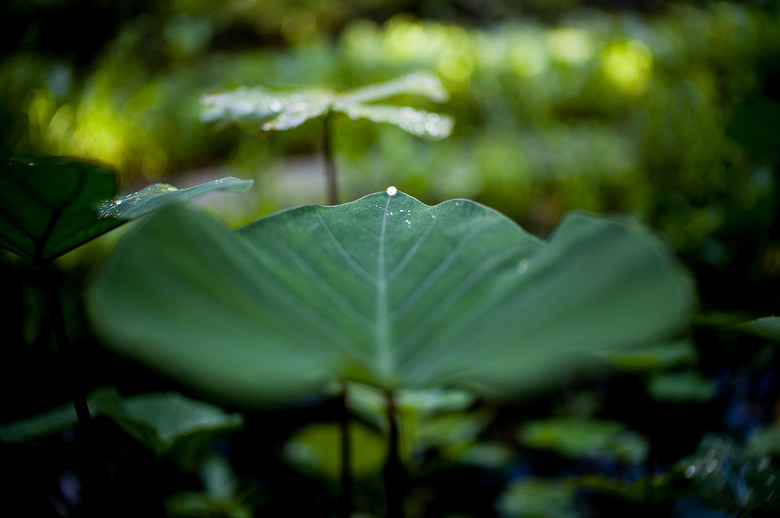 Leica Noctilux-M 35mm f1.2 簡單使用分享