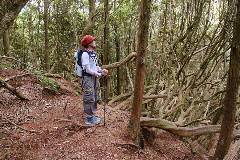 【高島縱走】走進六星級柳杉森林，一日高台山與島田三山
