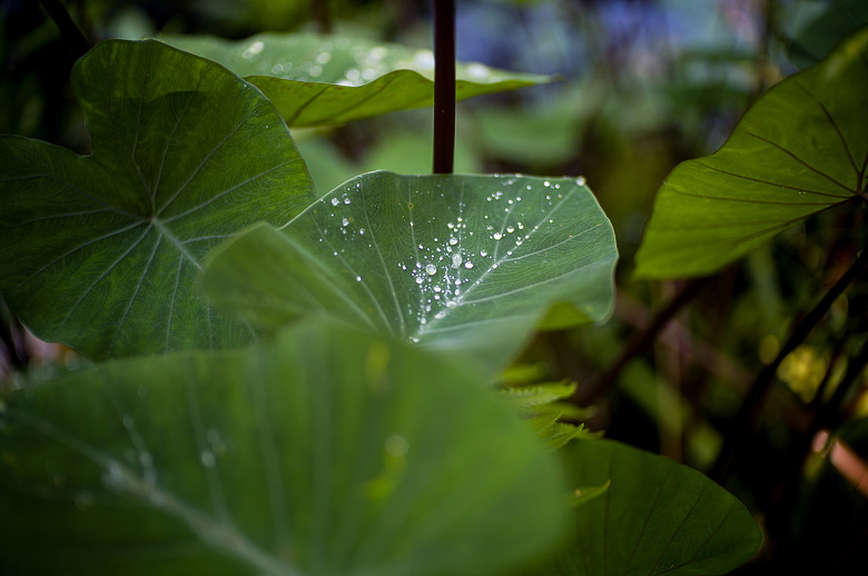 Leica Noctilux-M 35mm f1.2 簡單使用分享