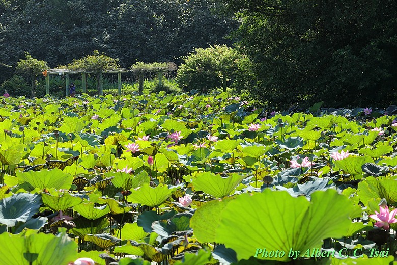 點我看大圖 【荷韻】紅牆綠蔭間的時空對話:那一場盛夏池畔的長焦獨白
