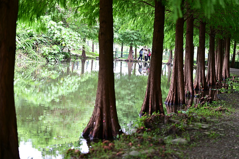 點我看大圖 以水為主題開箱Nikon 70-200mm F2.8 SII,崁頂滯洪池、石門水庫排洪、三坑紅橋、山豬湖、月眉落羽松及中庄調整池。